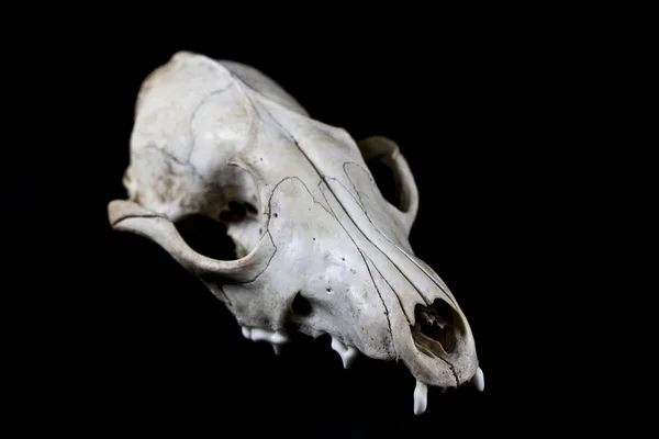 Fox kafatası izole bir siyah arka plan — Stok fotoğraf