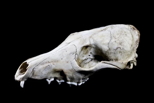 Crâne de renard isolé sur un fond noir — Photo