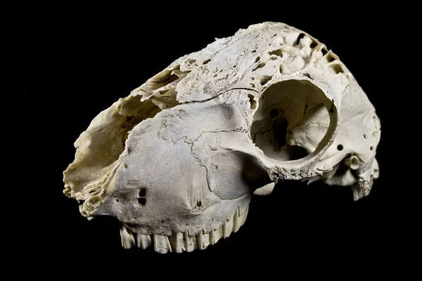 黒の背景に分離された羊の頭蓋骨 — ストック写真