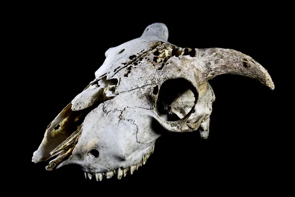 黒 Backrgoudn に分離された Ram の頭蓋骨 — ストック写真