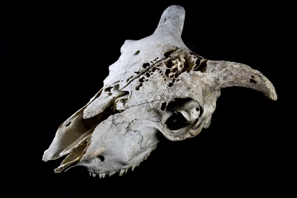 Ram Skull isolato su un Backrgoudn nero — Foto Stock