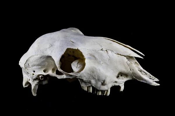 검은 배경에 고립 된 양 해골 — 스톡 사진