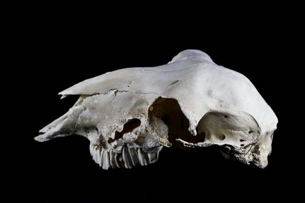 검은 배경에 고립 된 양 해골 — 스톡 사진