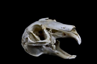 Siyah arka plan üzerine izole tavşan kafatası