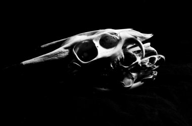 Üç hayvan kafatası üzerinde izole siyah arka plan Dengeleme