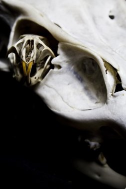 Üç hayvan kafatası üzerinde izole siyah arka plan Dengeleme