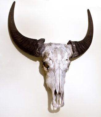 Buffalo Skull bir duvara monte