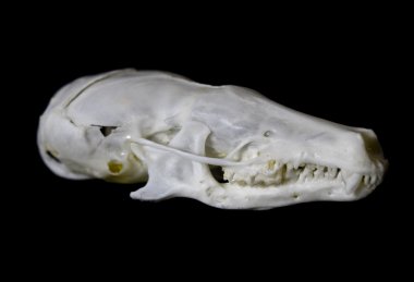 Siyah arka plan üzerine izole küçük köstebek kafatası