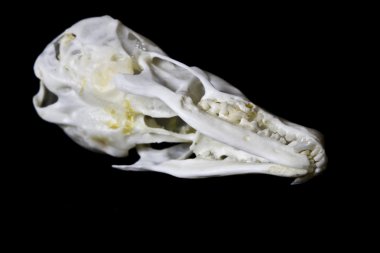 Siyah arka plan üzerine izole küçük köstebek kafatası