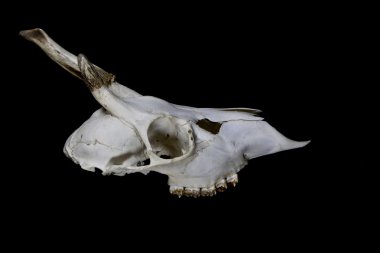 Küçük geyik boynuzu ile genç geyik kafatası