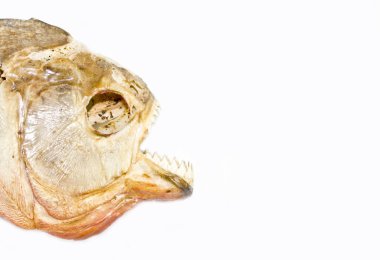 Piranha kafatası üzerinde arka izole 