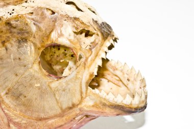 Piranha kafatası üzerinde arka izole 