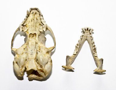 Gelincik kafatası beyaz arka plan üzerinde