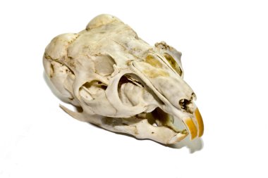 Chinchilla kafatası beyaz arka plan üzerinde