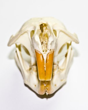 Chinchilla kafatası beyaz arka plan üzerinde