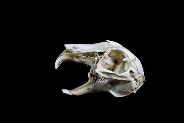 Crânio de coelho isolado no fundo preto — Fotografia de Stock