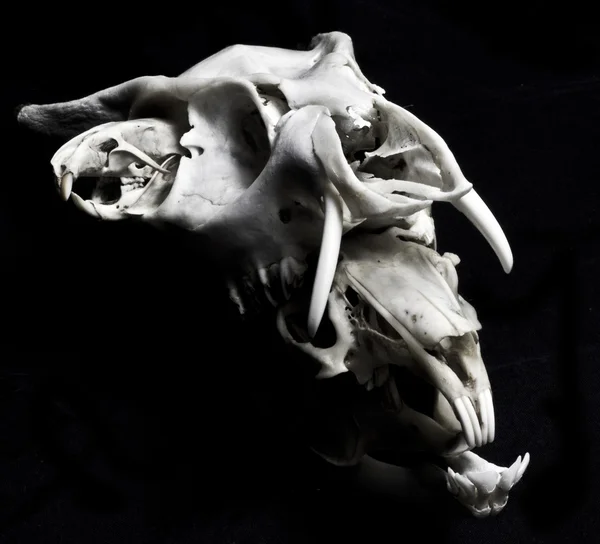 Três crânios de animais balanceamento isolado no fundo preto — Fotografia de Stock