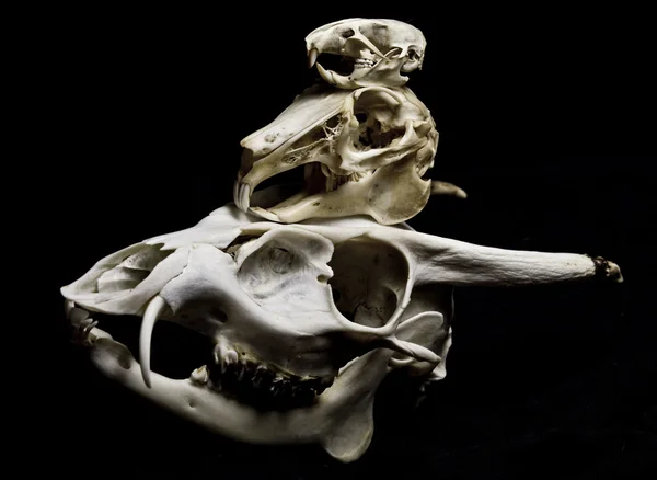 Três crânios de animais balanceamento isolado no fundo preto — Fotografia de Stock