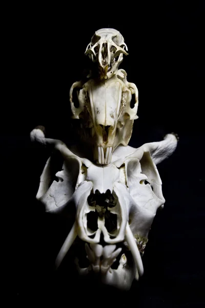 균형에 고립 된 검은색의 동물 두개골 3 개 — 스톡 사진