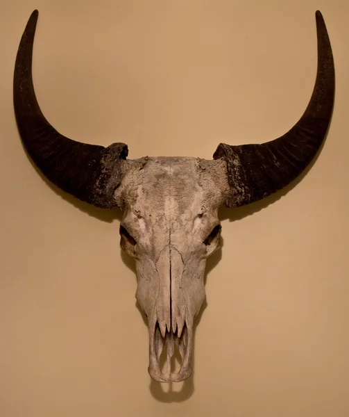 Buffalo Skull Mounted on a Wall