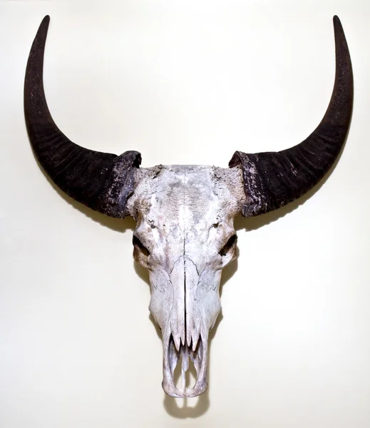 Buffalo Skull montowane na ścianie — Zdjęcie stockowe