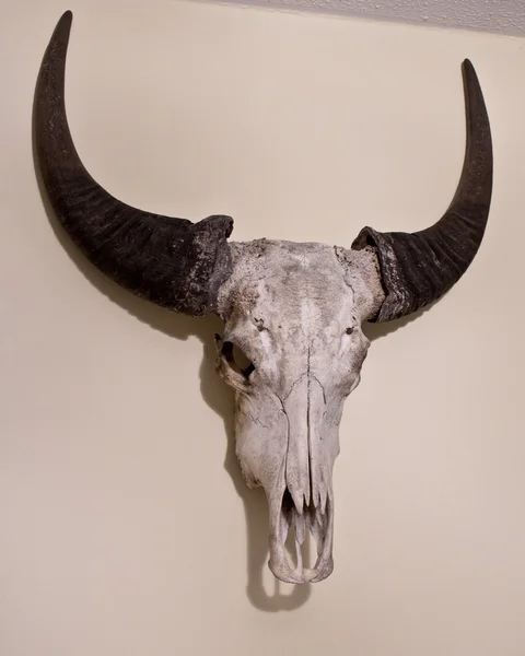 Buffalo Skull Mounted on a Wall