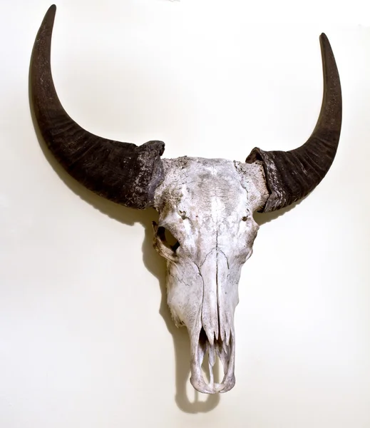Buffalo Skull montowane na ścianie — Zdjęcie stockowe