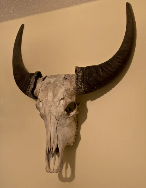 Buffalo Skull Mounted on a Wall