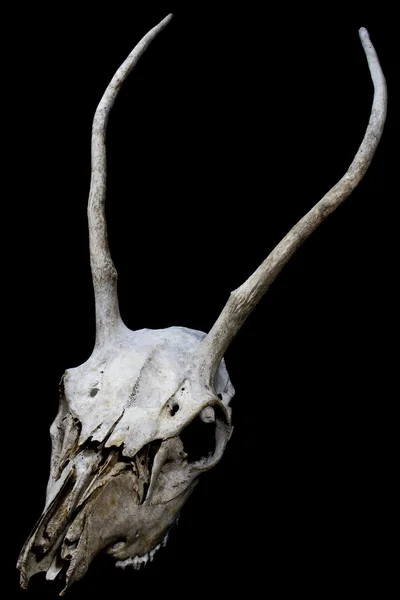 Череп оленя с длинными рогами на черном фоне — стоковое фото