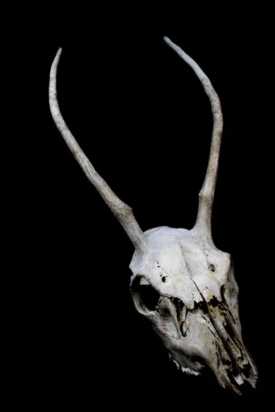 Deer Skull with Long Antlers on Black Background — Stock Photo, Image