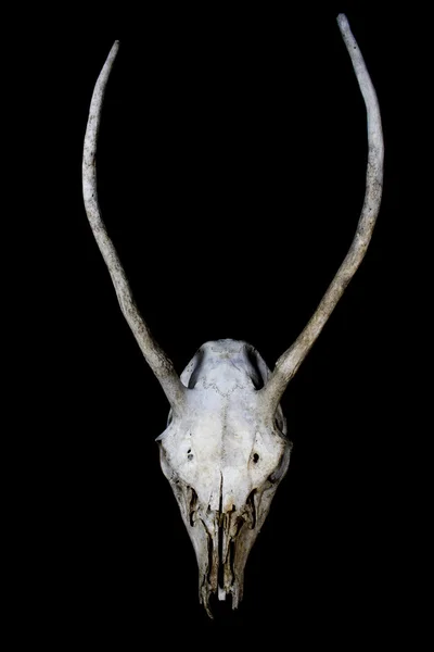 Олень череп з довгим роги на чорному фоні — стокове фото