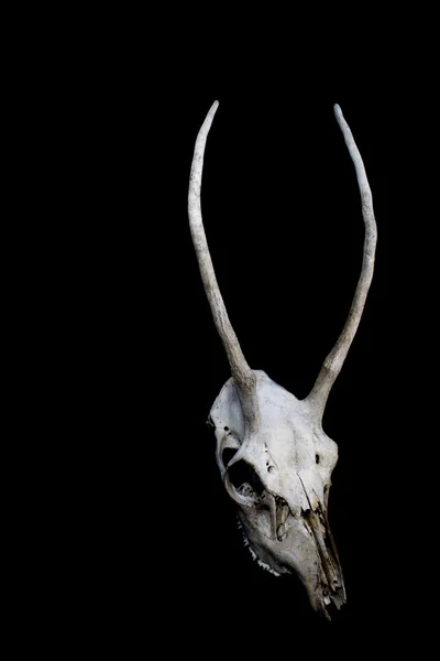 Herten schedel met lange geweien op zwarte achtergrond — Stockfoto