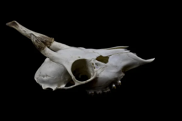 Unga rådjur skallen med små horn på kronhjort — Stockfoto