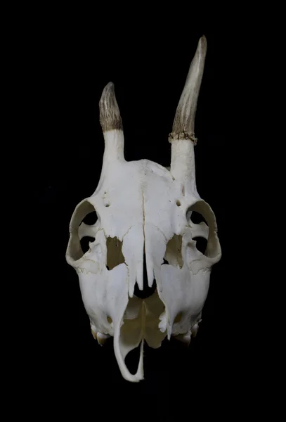 Young Deer Skull with Small Antlers — Stock Photo, Image