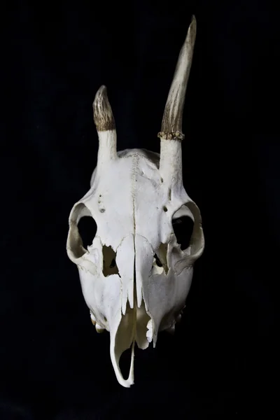작은 뿔과 젊은 사슴 두개골 — 스톡 사진