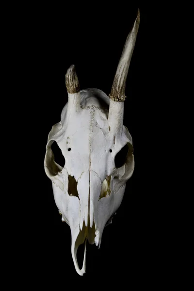小さな枝角を持つ若い鹿の頭蓋骨 — ストック写真