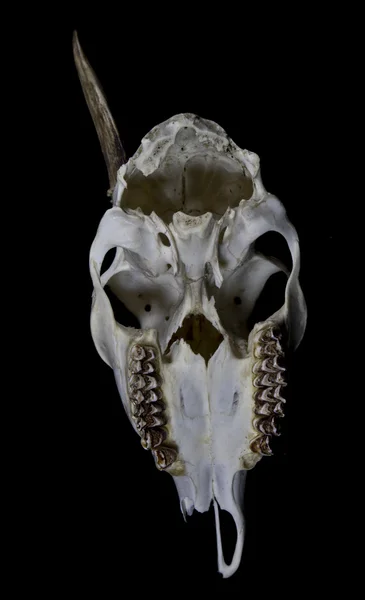 Young Deer Skull with Small Antlers — Stock Photo, Image