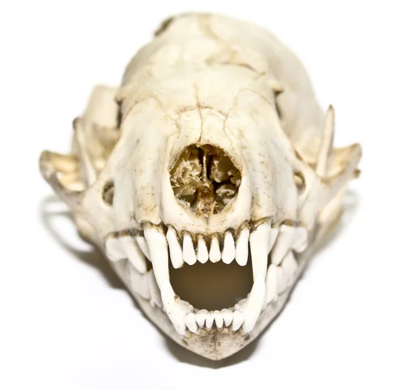 Hermelijn schedel op witte achtergrond — Stockfoto