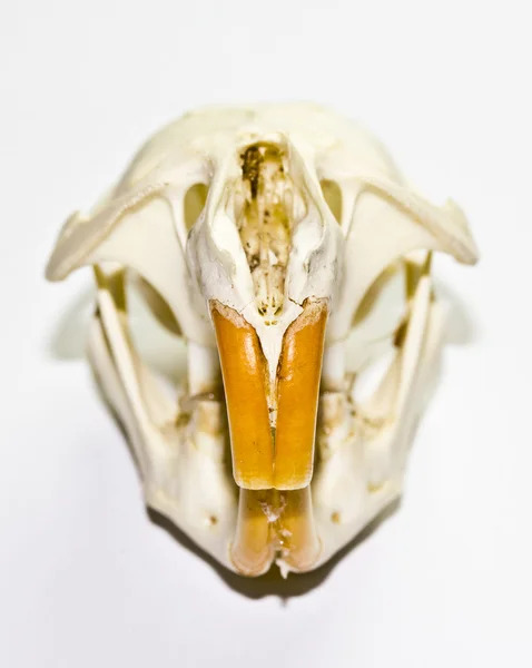 Chinchilla kafatası beyaz arka plan üzerinde — Stok fotoğraf