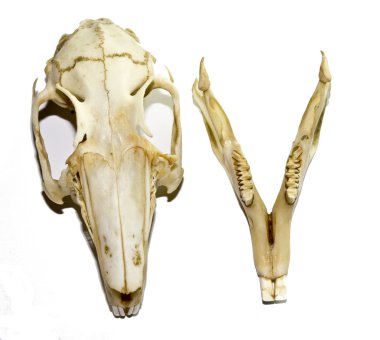 Beyaz arka plan üzerinde izole eski tavşan kafatası