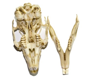 Beyaz arka plan üzerinde izole eski tavşan kafatası