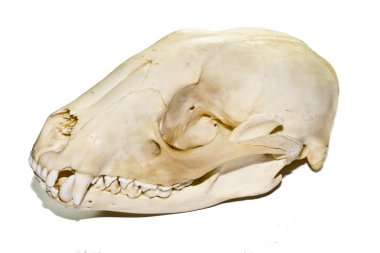 Rakun kafatası beyaz bir arka plan üzerinde