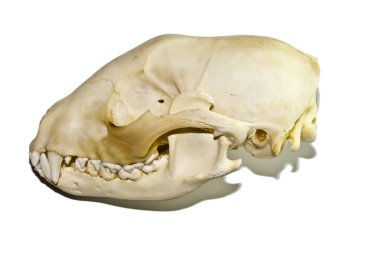 Rakun kafatası beyaz bir arka plan üzerinde