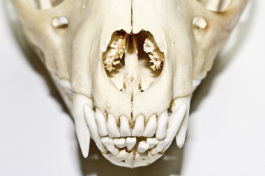 Rakun kafatası beyaz bir arka plan üzerinde