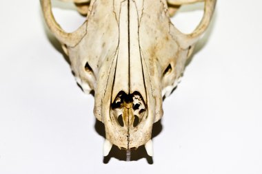 Fox Vixen kafatası izole bir beyaz zemin üzerine