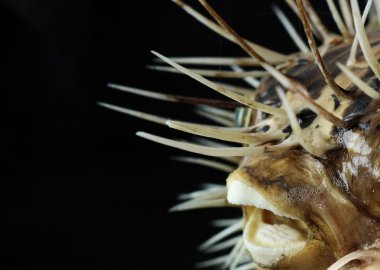 Kirpi balığı siyah bir zemin üzerine