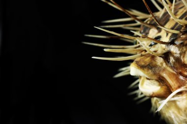 Kirpi balığı siyah bir zemin üzerine