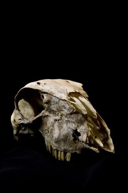 Siyah bir arka plan koyun kafatasları