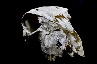 Siyah bir arka plan koyun kafatasları