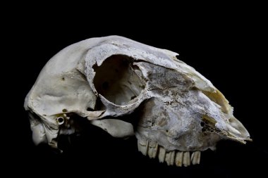 Siyah bir arka plan koyun kafatasları